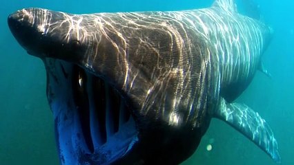 Animaux : le Requin Pèlerin