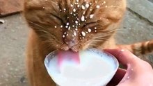 funny cat video