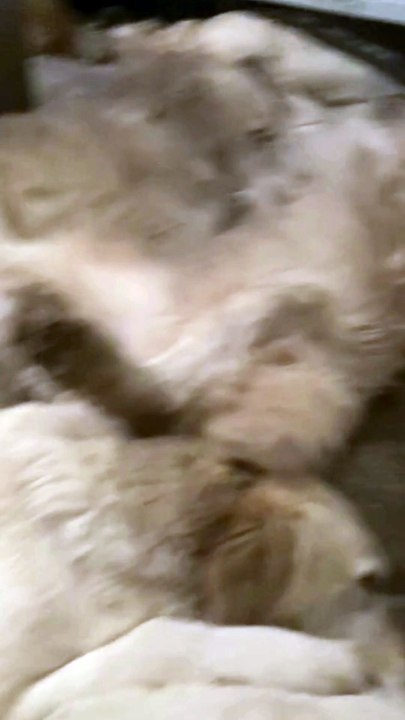 An RSPCA video showing how Golden Retriever Exp...