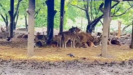 धक्कादायक! पुण्यातील राजीव गांधी प्राणी संग्रहालयात तब्बल १६ हरणांचा मृत्यू; काय कारण?