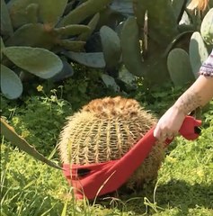 Outdoor Cooking With Wild Ingredients