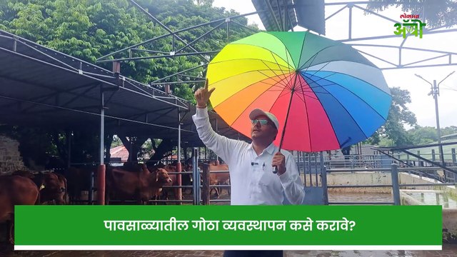 पावसाळ्यात जनावरांची कशी घ्यावी काळजी? रोगराई पासून कसे राहायचे दूर?