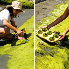Making Lip Balm from Seaweed I Collected Off the Beach 🌿💄