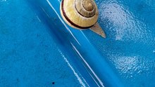 Post-Rain Parade: Where Are You Headed, Mr. Snail? 🐌🌧️ #funny #funnyvideo
