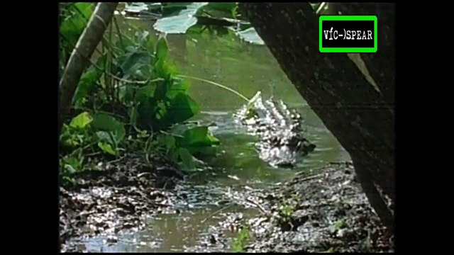 El Ciclo de la Vida: En compañia de Cocodrilos - Documental (1999) Español Latino *Narrador: Rubén Moya