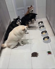 Ces chiens attendent le plus lent pour manger... ahaha