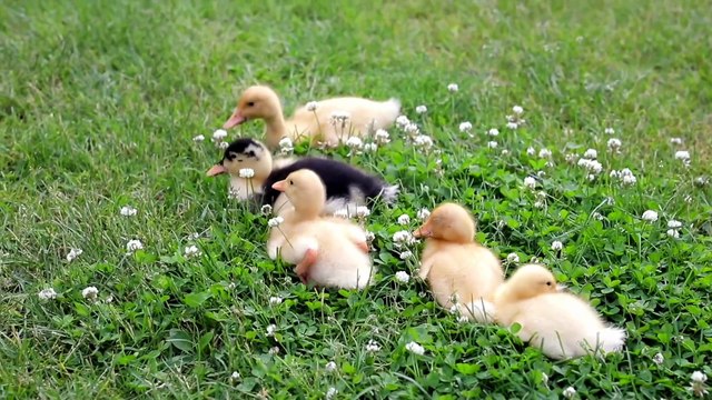 Os animais mais fofos do mundo N•92