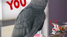 parrot says i love you!