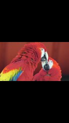 Why Do We Love? Riddles of Emotions and Human Feelings