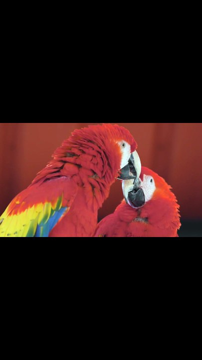 Why Do We Love? Riddles of Emotions and Human Feelings