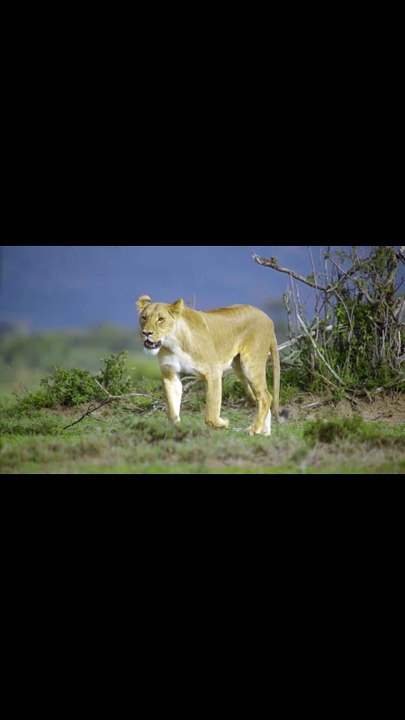 Emotions and Human Feelings