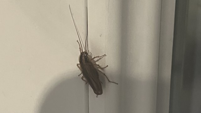 Le calvaire des habitants d'un immeuble envahi par les cafards dans le quartier de la Rocade à Avignon