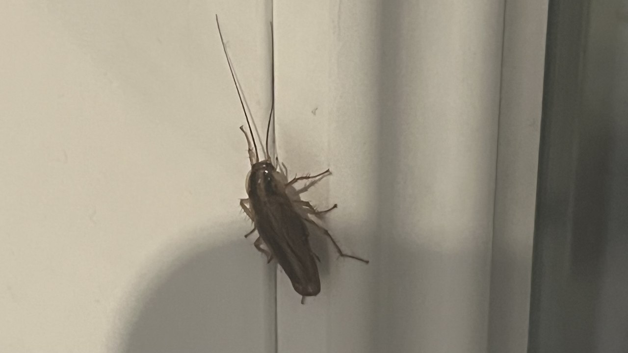 Le calvaire des habitants d'un immeuble envahi par les cafards dans le quartier de la Rocade à Avignon