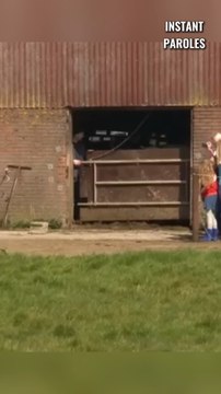 Ces vaches se rendent sur l’herbe pour la première fois depuis 6 mois