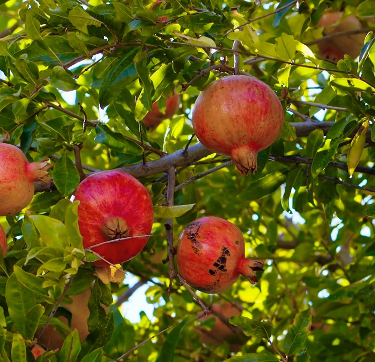 ASTUCES de jardinage pour un pouce plus vert !