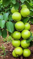 Grow- Guave-Trees healthy lifestyle