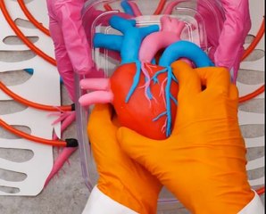 The Life-Saving World of Heart Surgery! Take a Look Inside!