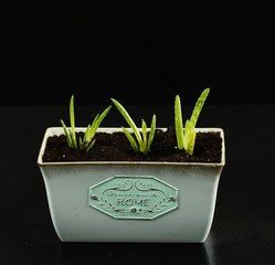 De la semence à la floraison : ASTUCES FACILES DE JARDINAGE POUR TOUS LES CULTIVATEURS !