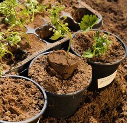 Le succès de la floraison : Conseils d'experts en jardinage pour les débutants !
