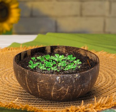 Cultivez votre jardin : Conseils de PRO pour des plantes florissantes !