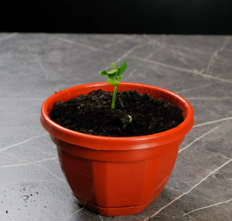 La PARFAITIT : ASTUCES DE BEAUTÉ : Les meilleures ASTUCES DE JARDINAGE pour une belle cour !