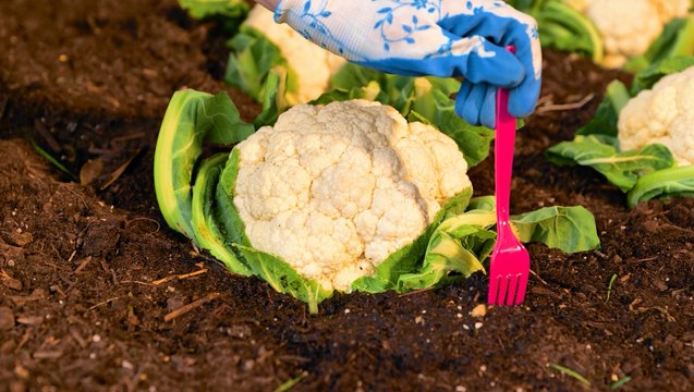 Les meilleures techniques de jardinage pour tous les jardiniers !