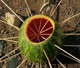 Weirdly Brilliant Watermelon Hack