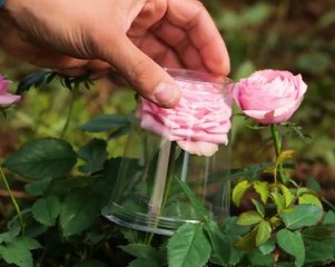 Hacks Your Flowers Secretly Want