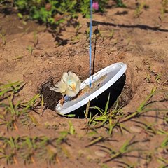 Catching Birds With a Plastic Lid!  🦃🙆‍♀️