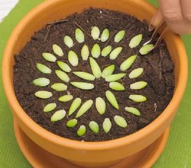 Clever Garden Tips You’ll Want To Try Before Each Season Changes