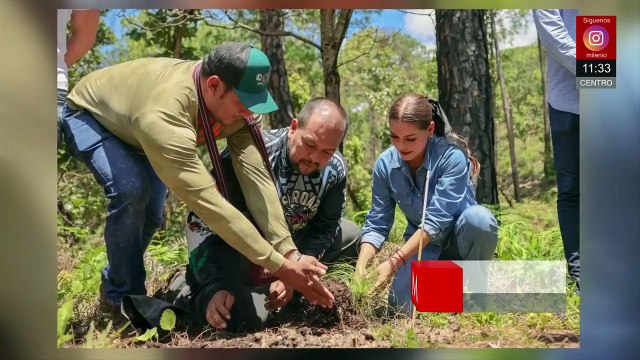 Gobernadora Evelyn Salgado impulsa reforestación en Guerrero