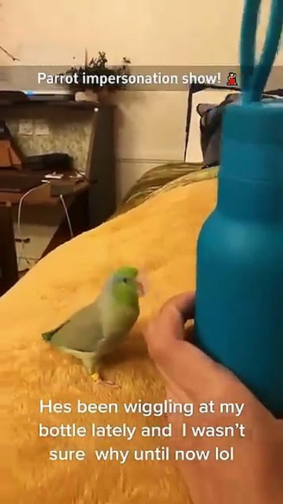 Parrot impersonation show 🤣🤣 #funnyshorts #funny #funnyanimals #pets #fyp #foryou #cute #parrot - SmolWild (360p, h264)