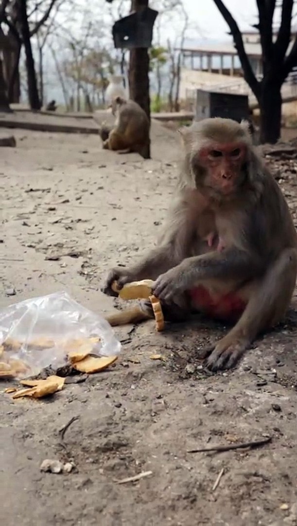 Monkeys videos Shorts film