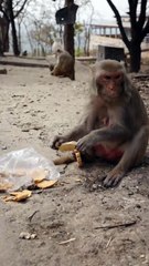 Monkeys videos Shorts film