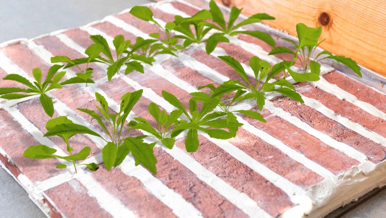 ASTUCES DE JARDINAGE : Des solutions simples pour les problèmes courants des plantes !