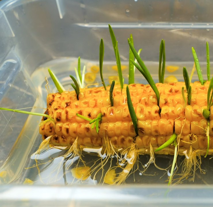 Conseils essentiels pour le jardinage : Comment maximiser votre rendement !