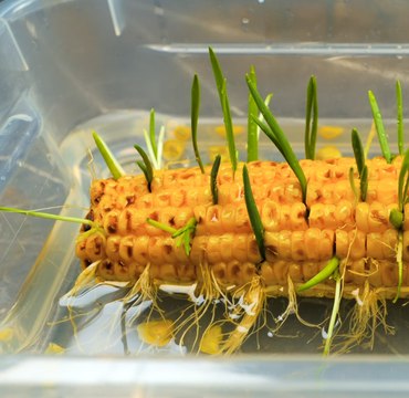 Conseils essentiels pour le jardinage : Comment maximiser votre rendement !