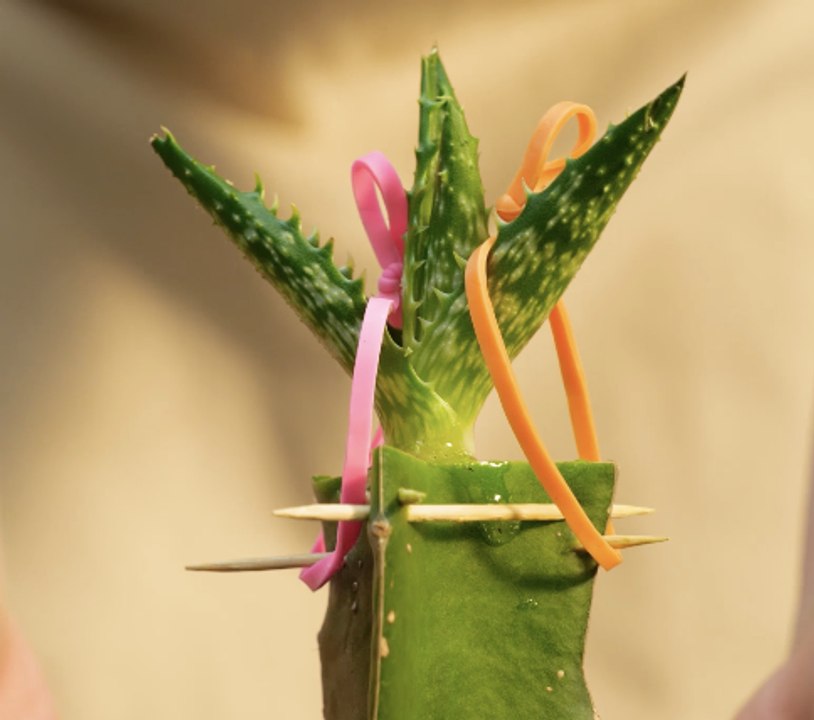 Idées de jardinage et de plantation bénéfiques 🌱