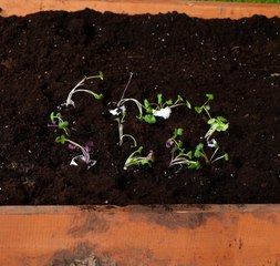 Les secrets du VERT : Conseils essentiels pour un jardin prospère !