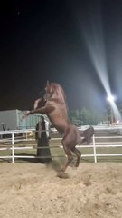 All video about birds life and hunting birds etc