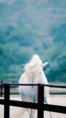 All video about birds life and hunting birds etc
