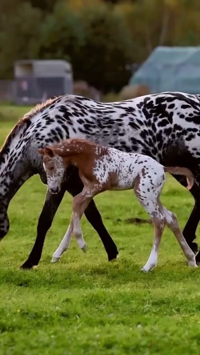 #HorsesLover#shotvideo#