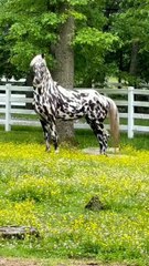 #Horses#shotvideo#animallover#