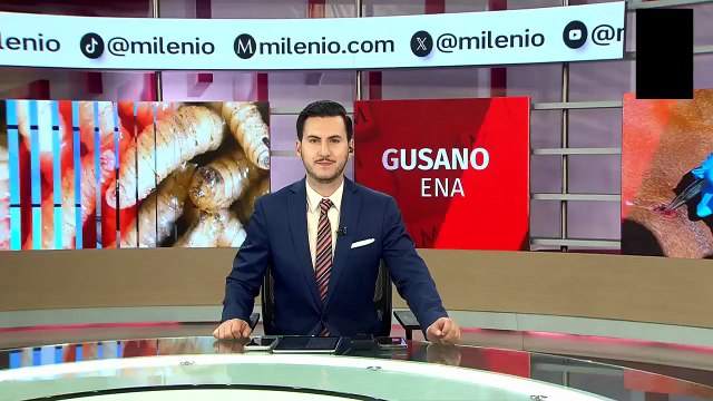 Pese a incremento de casos de gusano barrenador, ganaderos evaden filtros sanitarios