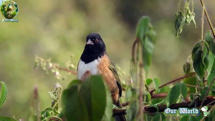 Spotted Towhee Olive backed