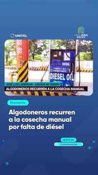 Algodoneros recurren a la cosecha manual por falta de diésel