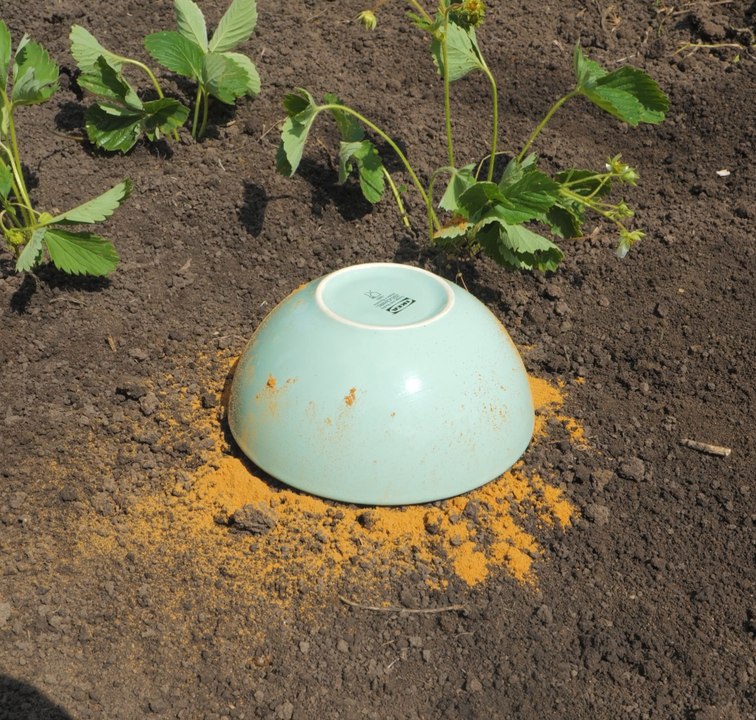 Des ASTUCE de génie pour des plantes et des fleurs florissantes !