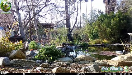Green-tailed Towhee 02