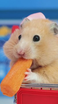 Cute Hamster Deserves His Carrot! 🐹🥕 #asmr #gadgets #cute