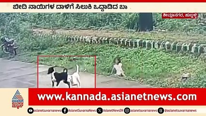 For Web Hubli Stray dogs Attack